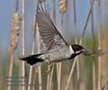 Emberiza_schoeniclus_pf3120