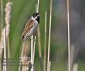 Emberiza_schoeniclus_pf3155