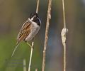 Emberiza_schoeniclus_pf3160