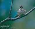 Emberiza_spadocephala_8532