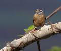 Emberiza_striolata_ph5342