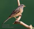 Emberiza_striolata_ph5452