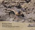 Emberiza_tahapisi_pa2106673