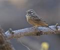 Emberiza_tahapisi_ph5411