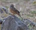 Emberiza_tahapisi_ph5458