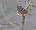 Emberiza_tahapisi_ph5463