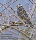 Emberiza_tahapisi_ph5483