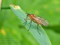 Empis_stercorea_bc4749