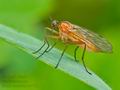 Empis_stercorea_bc4752