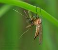 Empis_stercorea_cb9884