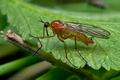 Empis_stercorea_cc0059s