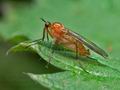 Empis_stercorea_cc0289s