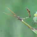 Empusa_fasciata_ae6804