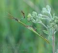 Empusa_fasciata_ae6810