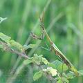 Empusa_fasciata_ae6815