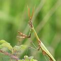 Empusa_fasciata_ae6830