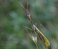 Empusa_fasciata_ed3542