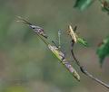 Empusa_fasciata_f4448