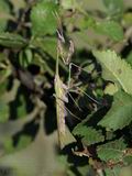 Empusa_fasciata_f4450