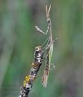 Empusa_fasciata_re2963