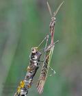 Empusa_fasciata_re2972