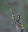 Empusa_fasciata_re2990