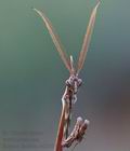 Empusa_fasciata_re3388