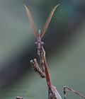 Empusa_fasciata_re3397
