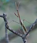 Empusa_fasciata_re3406