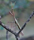 Empusa_fasciata_re3424