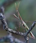 Empusa_fasciata_re3433