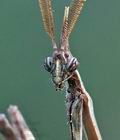 Empusa_fasciata_re3442