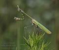 Empusa_pennata_al1346