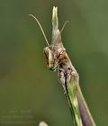 Empusa_pennata_bg3870