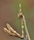 Empusa_pennata_bg3872