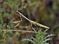 Empusa_pennata_bg3879