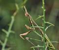 Empusa_pennata_bg3882