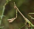 Empusa_pennata_bg3886