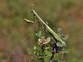 Empusa_pennata_bg3887