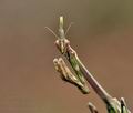 Empusa_pennata_bg3896