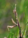 Empusa_pennata_fe6800