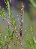 Empusa_pennata_fe6817