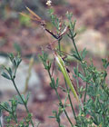 Empusa_pennata_ji3344