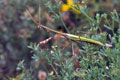 Empusa_pennata_ji3379