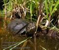 Emys_orbicularis_pa7204854