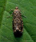 Enarmonia_formosana_dy4844s