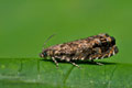 Enarmonia_formosana_dy4865s