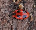 Endomychus_coccineus_bn0600