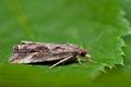 Endothenia_quadrimaculana_jc1768s