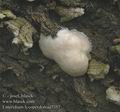 Enteridium_lycoperdon_aa7357